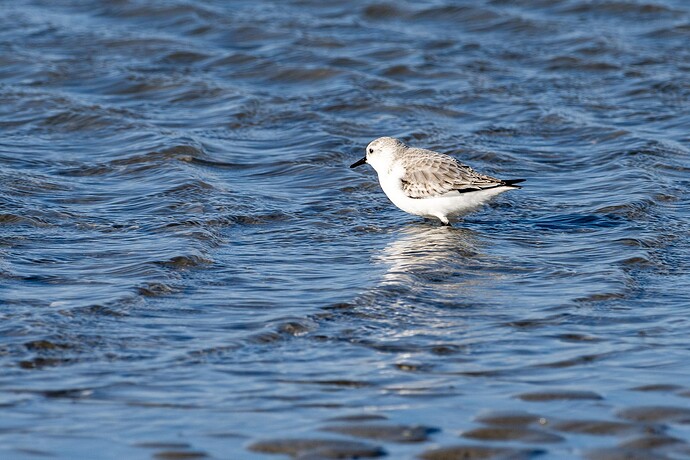 2025-01-30_Cap-le-Hourdel_Sanderling (1 von 2).jpg