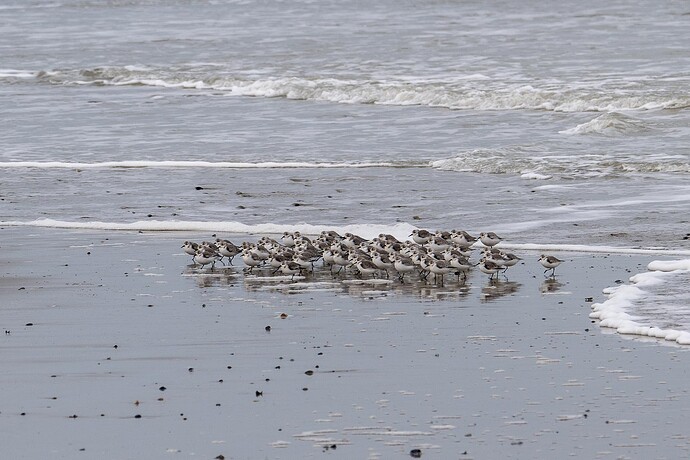 2025-01-30_Cap-le-Hourdel_Sanderling (2 von 2).jpg